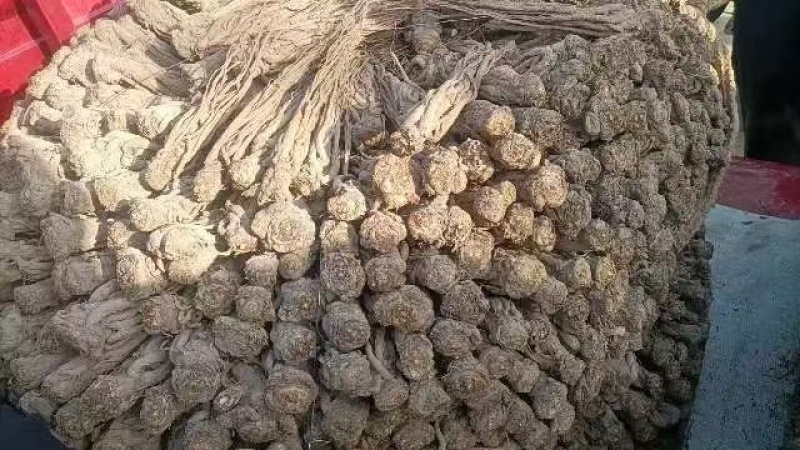 精品当归大量上市产地直发价格优惠欢迎来电洽谈价更优