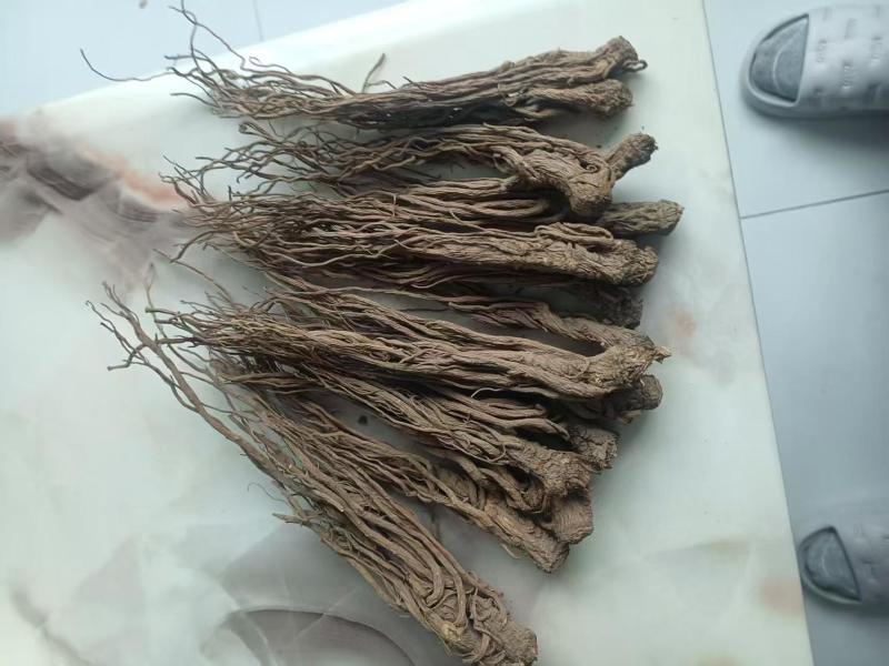 精品当归大量上市产地直发价格优惠欢迎来电洽谈价更优