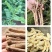 黄芪***原生态厂家直销超高性价比