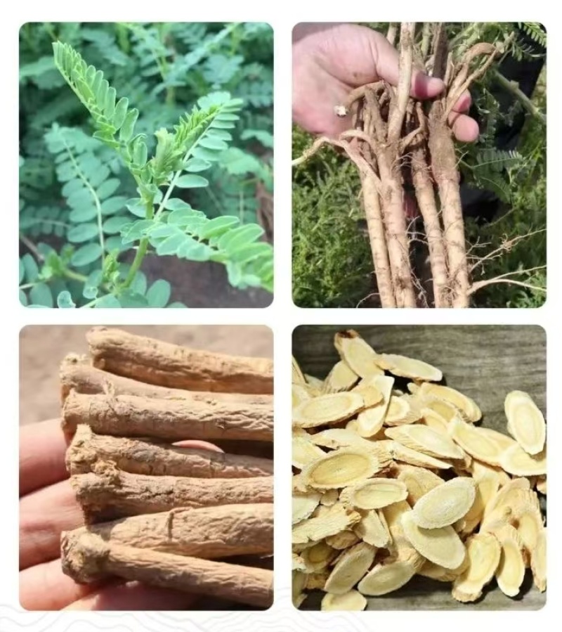 黄芪***原生态厂家直销超高性价比