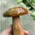 野生菌牛肝菌见手青