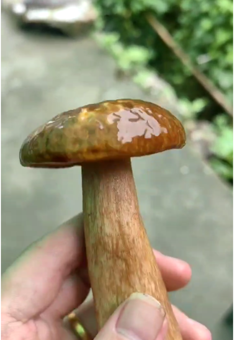 野生菌牛肝菌见手青