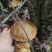 野生菌牛肝菌见手青