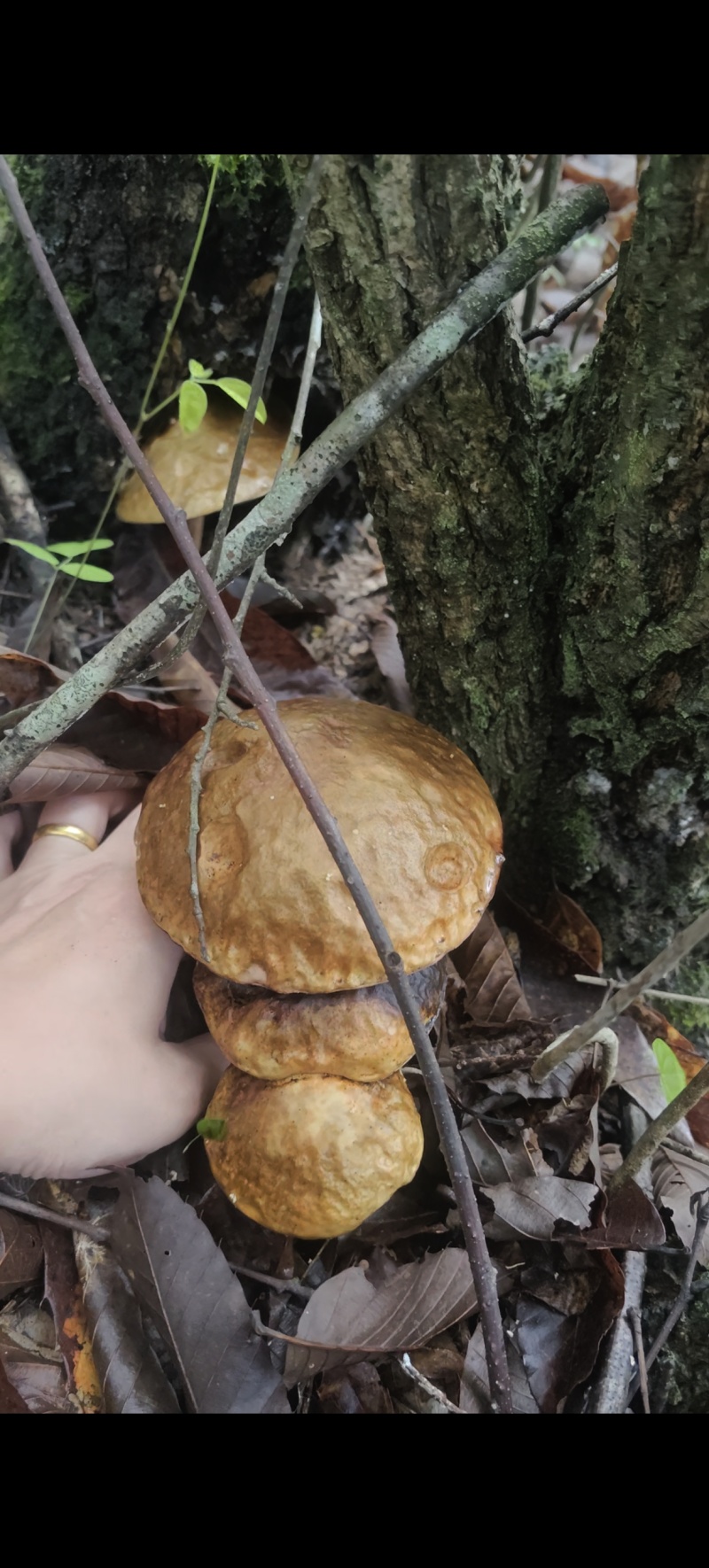 野生菌牛肝菌见手青