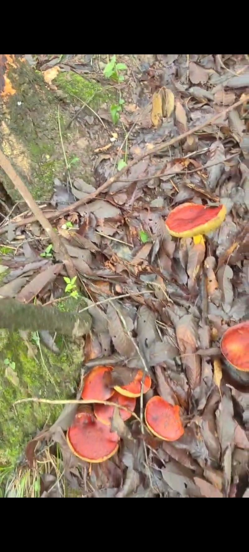 野生菌牛肝菌见手青