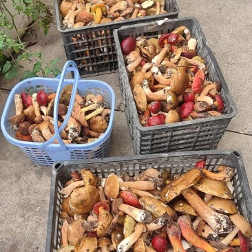 野生菌牛肝菌见手青