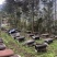中蜂源自高山深处半野生百花土蜂蜜