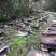 中蜂源自高山深处半野生百花土蜂蜜