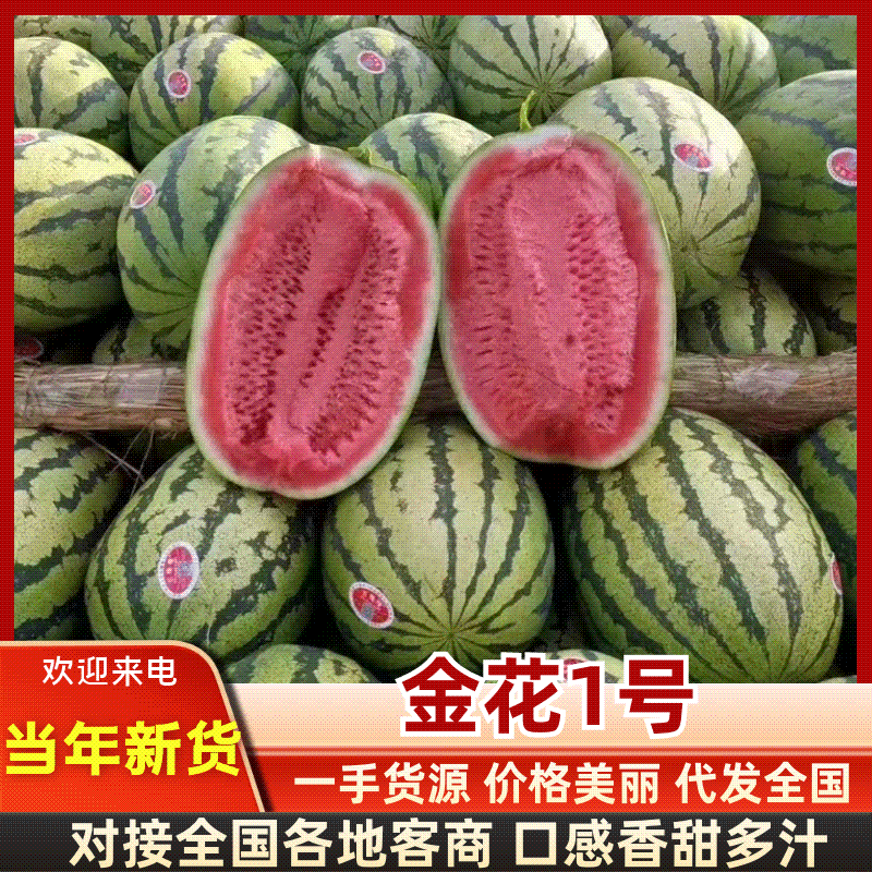 《宁夏金花西瓜》中卫西瓜/硒砂瓜/沙土地瓜/康乐西瓜/