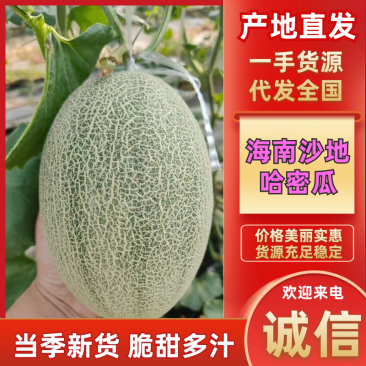 海南哈密瓜沙地晓蜜25哈密瓜皮薄多汁万亩基地持续供应