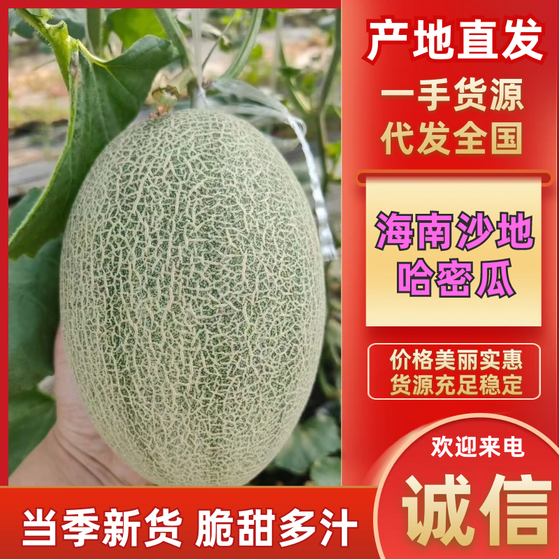 海南哈密瓜沙地晓蜜25哈密瓜皮薄多汁万亩基地持续供应