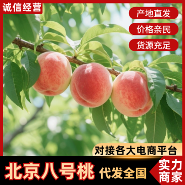 山东北京八号桃水蜜桃基地直供量大从优品质保证