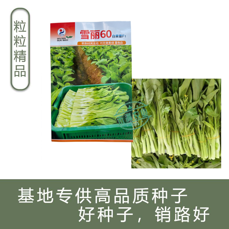 【多茬采收】金阳雪丽60白菜苔种子早熟菜芯种籽耐寒侧芽