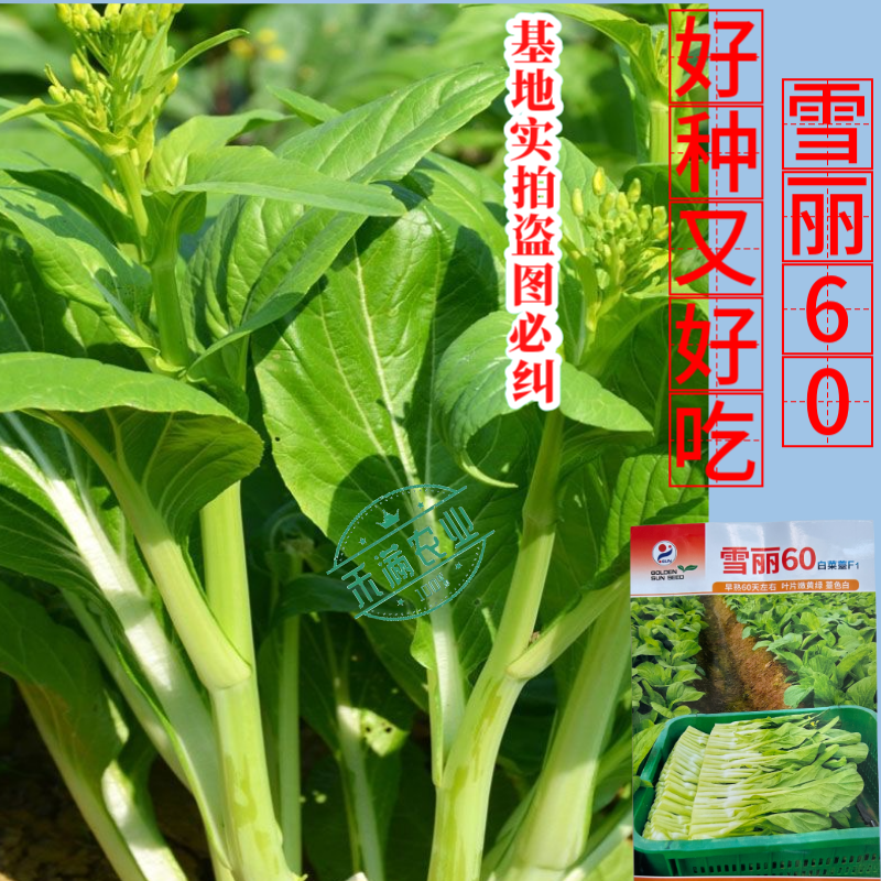 【多茬采收】金阳雪丽60白菜苔种子早熟菜芯种籽耐寒侧芽