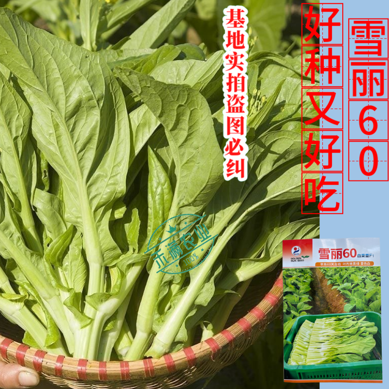 【多茬采收】金阳雪丽60白菜苔种子早熟菜芯种籽耐寒侧芽