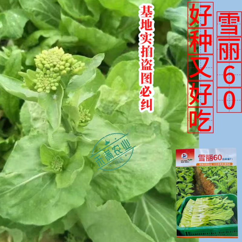 【多茬采收】金阳雪丽60白菜苔种子早熟菜芯种籽耐寒侧芽