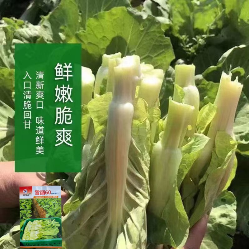 【多茬采收】金阳雪丽60白菜苔种子早熟菜芯种籽耐寒侧芽