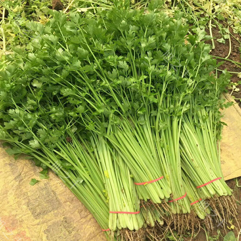 宏程四季小香芹种子玻璃脆四季实芹早熟菜园基地高产