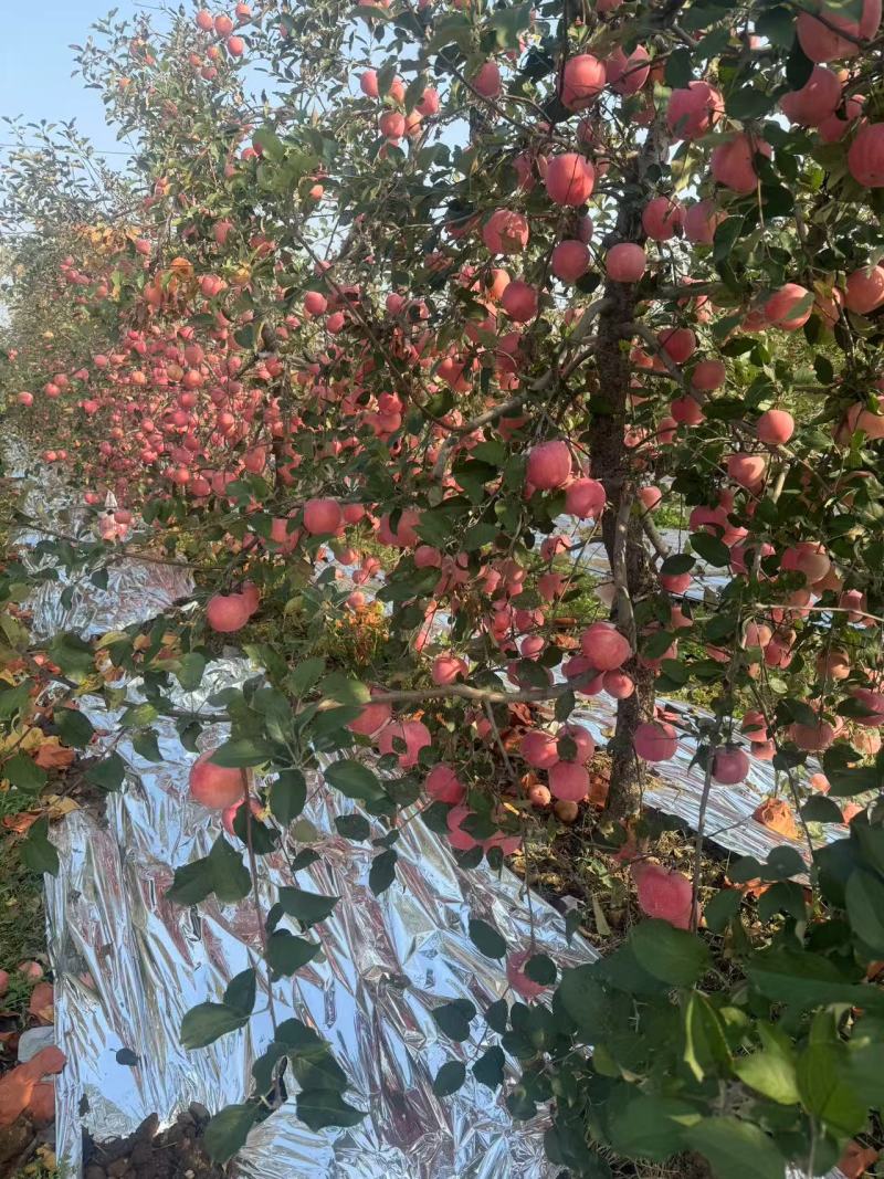 山东红富士苹果