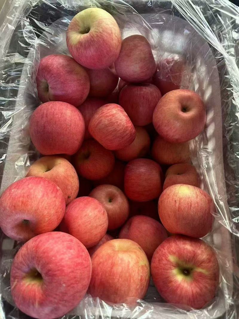 山东红富士苹果
