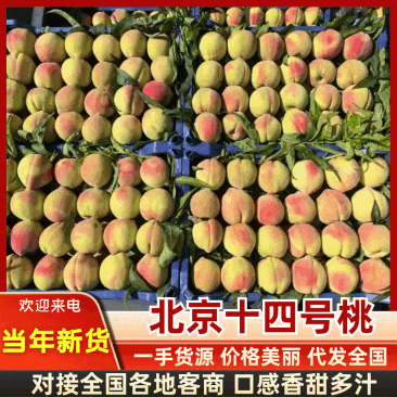 【实力】北京14号桃子大量有货/精品桃子毛桃/量大从优