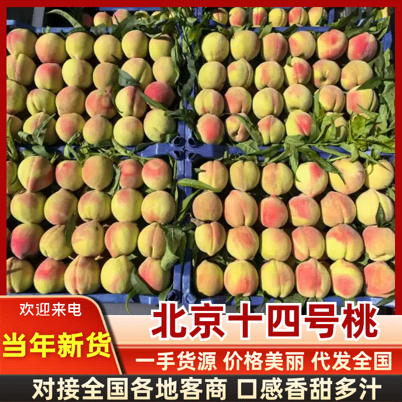 【实力】北京14号桃子大量有货/精品桃子毛桃/量大从优