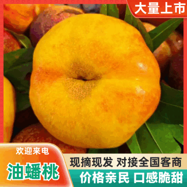 【精品】河北油蟠桃产地直发/质量为先服务周到/饶阳油蟠桃