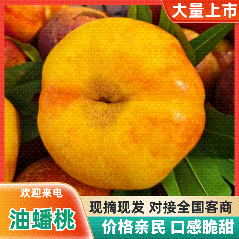 【精品】河北油蟠桃产地直发/质量为先服务周到/饶阳油蟠桃