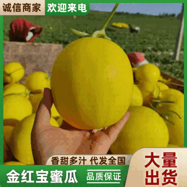 民勤蜜瓜金红宝蜜瓜大量现货，现摘现发，对接电商市场批发商