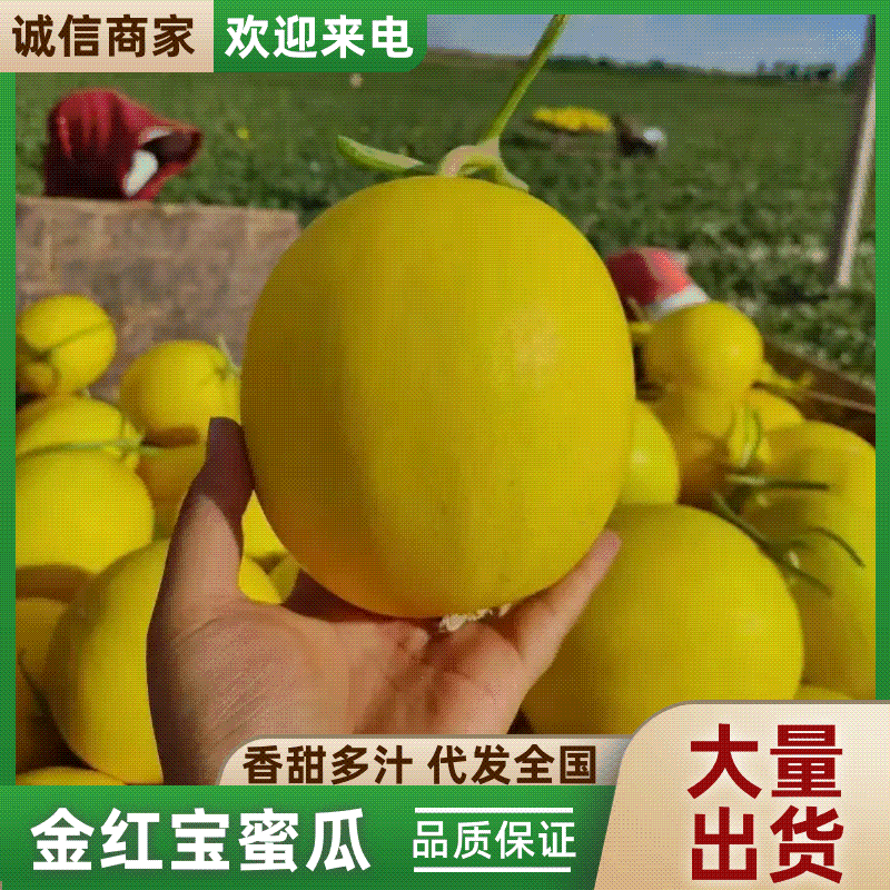民勤蜜瓜金红宝蜜瓜大量现货，现摘现发，对接电商市场批发商