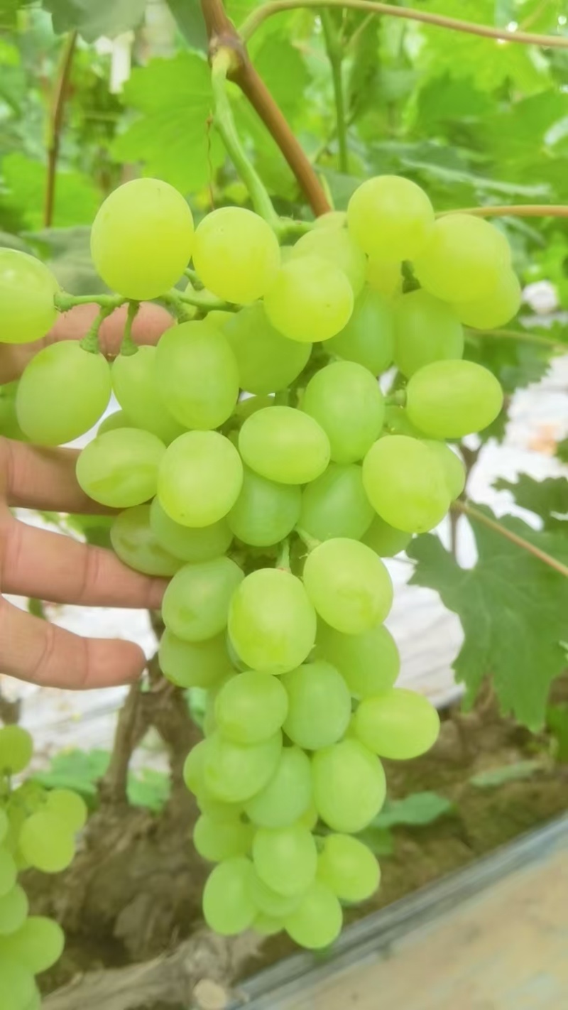 河北衡水维多利亚葡萄清甜可口量大从优价格美丽质量**