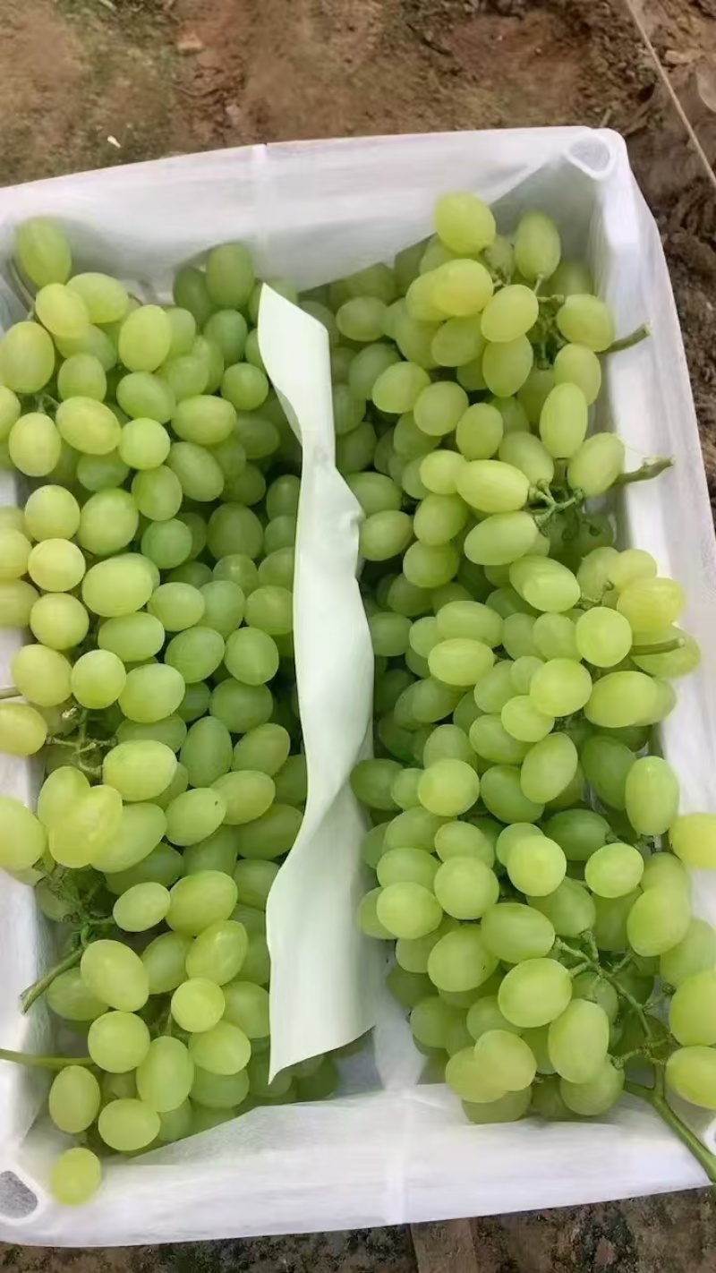 河北衡水维多利亚葡萄清甜可口量大从优价格美丽质量**