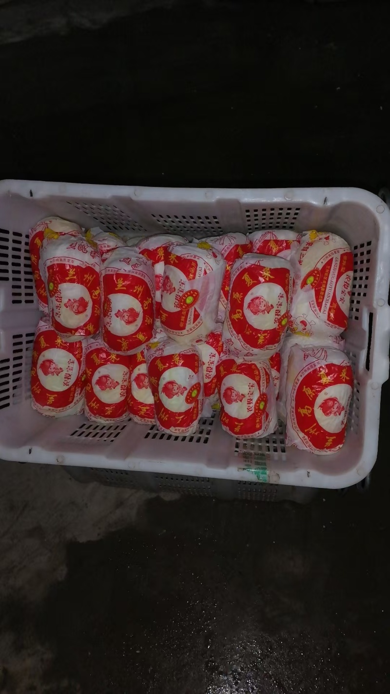 【源头直采】甘肃大娃娃菜新鲜上市一手货源可视频看货