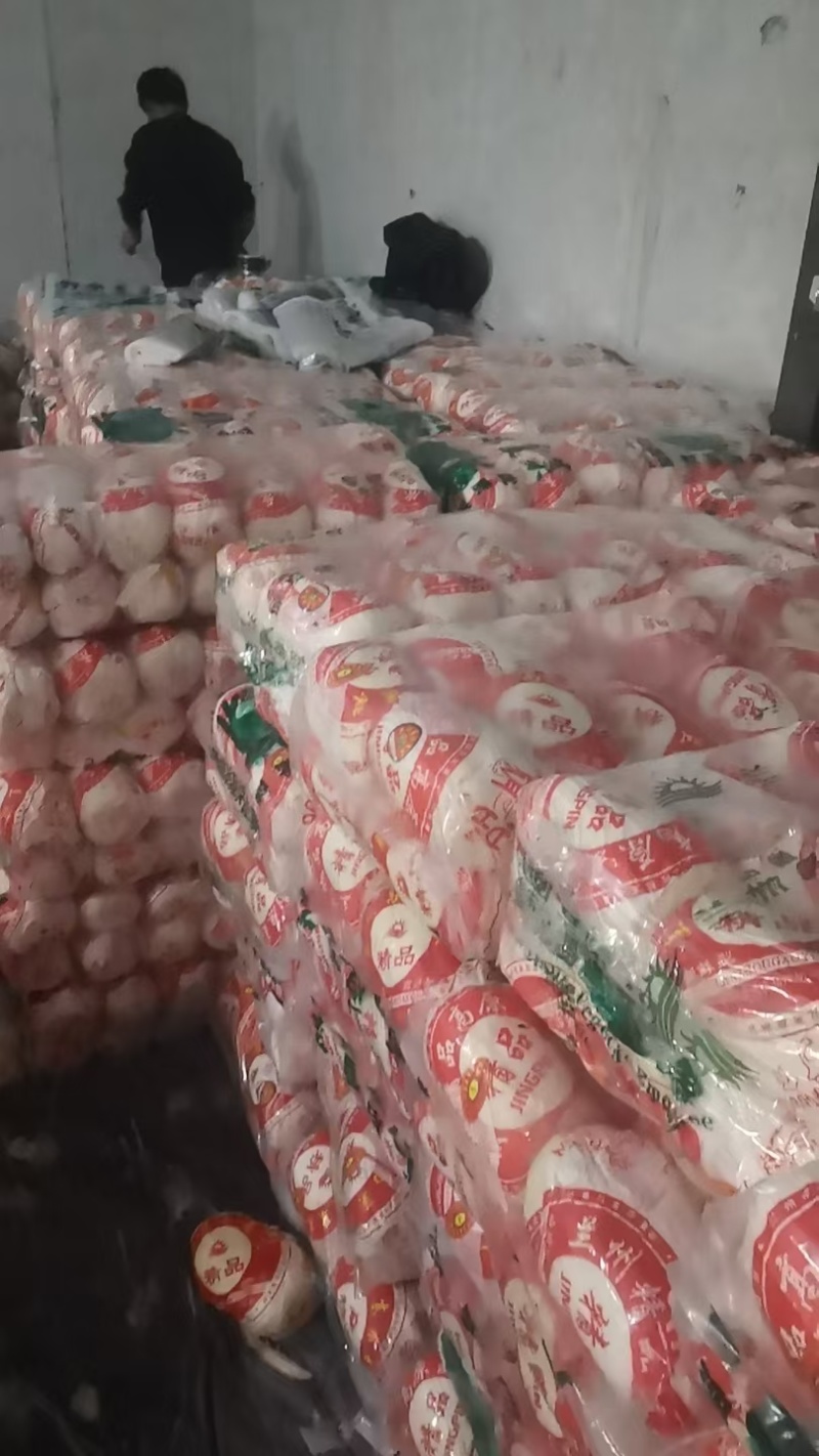 【源头直采】甘肃大娃娃菜新鲜上市一手货源可视频看货