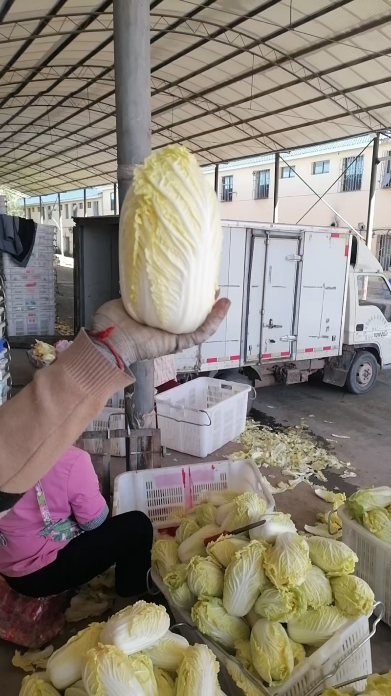 【源头直采】甘肃大娃娃菜新鲜上市一手货源可视频看货