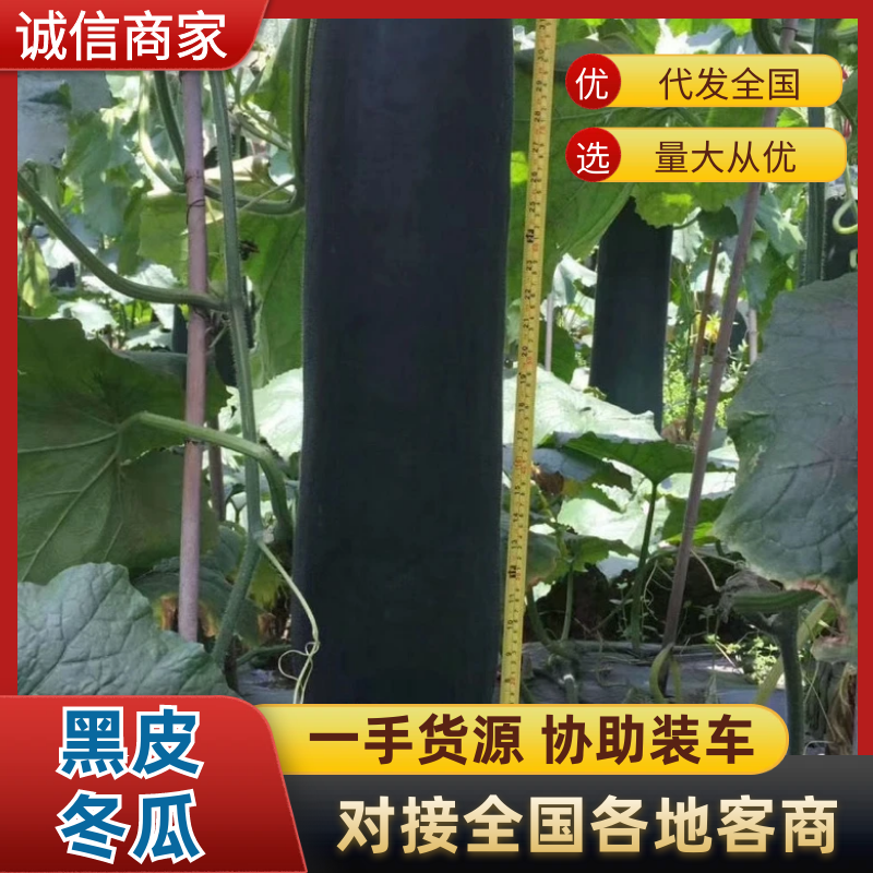 广西吊冬瓜黑皮吊冬瓜基地直发供应全国市场电商商超