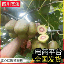 《红心猕猴桃》四川苍溪县产地直供/电商团购整车批发