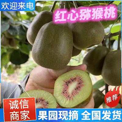 红心猕猴桃/四川猕猴桃/原产地发货/整车批发～电商～商超