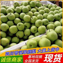 翠冠梨/四川翠冠梨/现摘现发/基地直供/市场电商商超