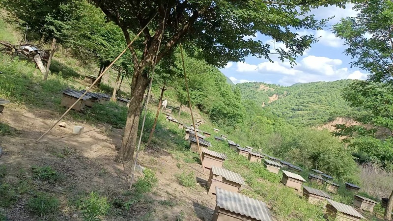 自家养殖土蜂蜜秦岭蜂蜜波美度42可以实地看货挑货满意为止