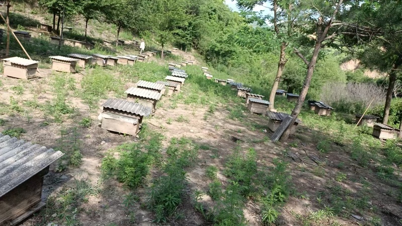 自家养殖土蜂蜜秦岭蜂蜜波美度42可以实地看货挑货满意为止