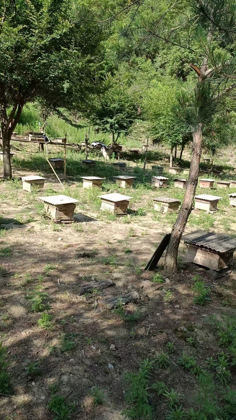 自家养殖土蜂蜜秦岭蜂蜜波美度42可以实地看货挑货满意为止