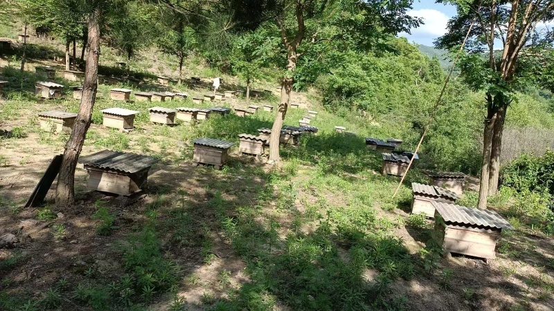 自家养殖土蜂蜜秦岭蜂蜜波美度42可以实地看货挑货满意为止