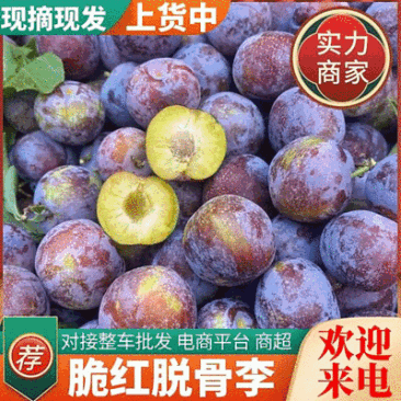 《脆红李》四川李子/现摘现发/规格齐全/价格便宜/全国发