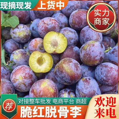 《脆红李》四川李子/现摘现发/规格齐全/价格便宜/全国发