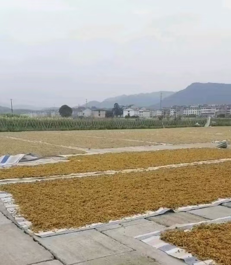 浙江梅干菜厂家直供货量大全年不断一手货源干净无杂耐储存运输