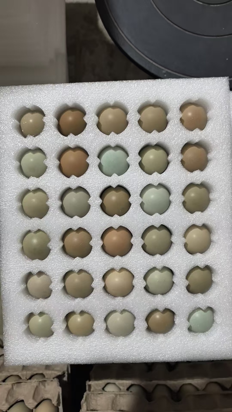 七彩山鸡蛋自然环境清水煮蛋香气突出大量优惠
