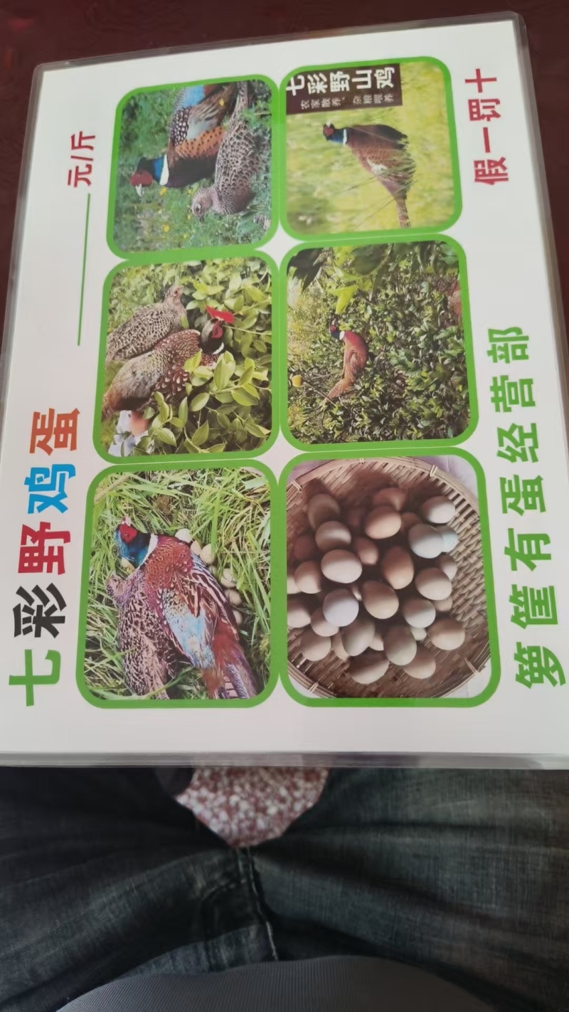 七彩山鸡蛋无工业污染，为散养山鸡养殖供商超酒店等