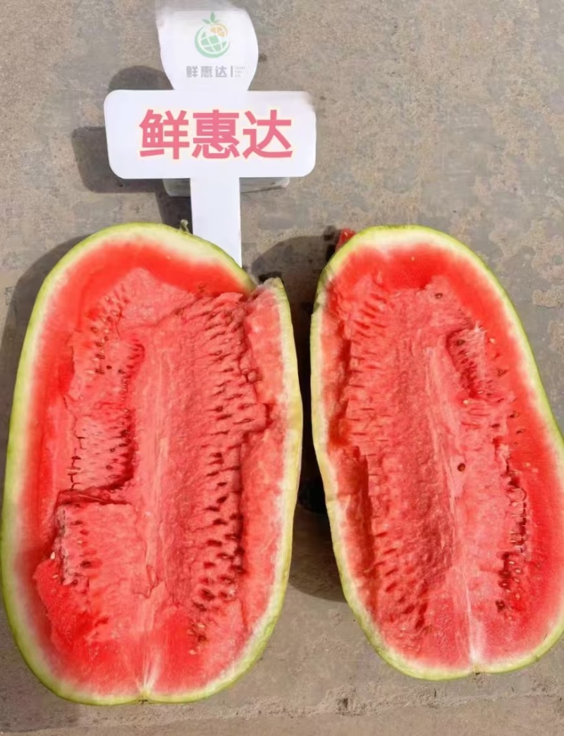 双红金城&宁夏硒砂瓜/产地直供/包熟包甜/大吨位供应中