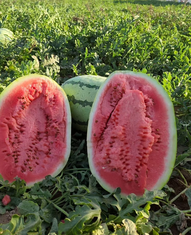 双红金城&宁夏硒砂瓜/产地直供/包熟包甜/大吨位供应中